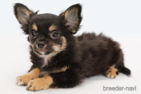 成約済の神奈川県のチワワ(ロングコート)-183696の4枚目